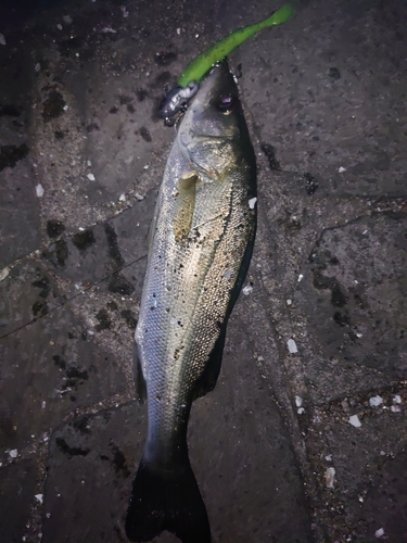 ハクラ（マルスズキ）の釣果