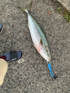 ハマチの釣果