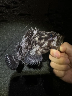 ムラソイの釣果