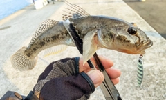 マハゼの釣果