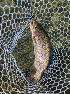 ニジマスの釣果