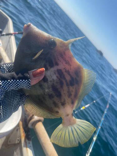 カワハギの釣果