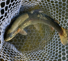 ニジマスの釣果