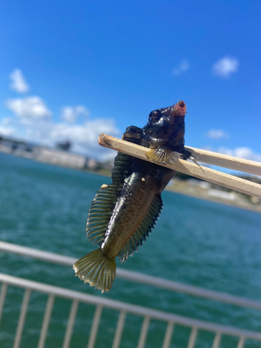 イソギンポの釣果