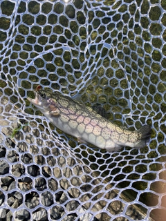 ニジマスの釣果