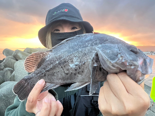 クロソイの釣果