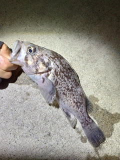 クロソイの釣果