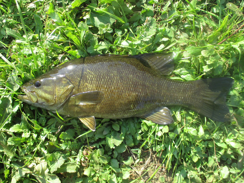 スモールマウスバスの釣果