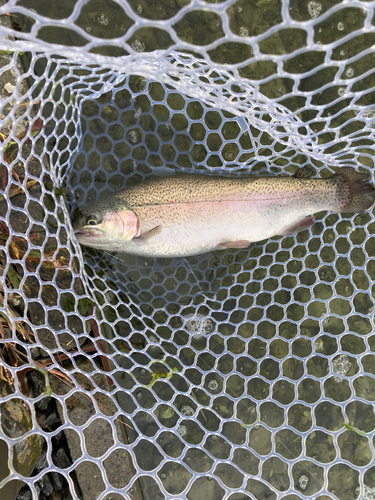 ニジマスの釣果