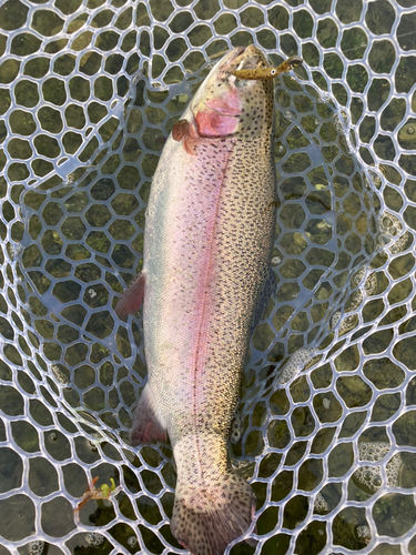 ニジマスの釣果