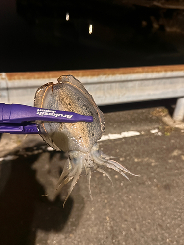 シリヤケイカの釣果