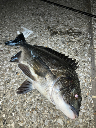 クロダイの釣果