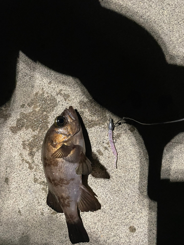 クロメバルの釣果