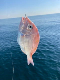 レンコダイの釣果