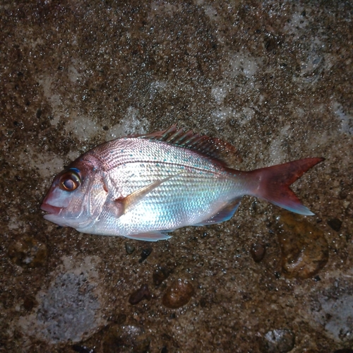 チャリコの釣果