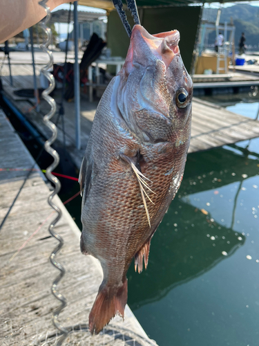 タイの釣果