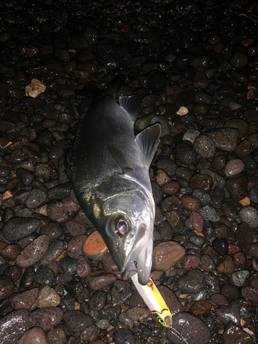 セイゴ（ヒラスズキ）の釣果