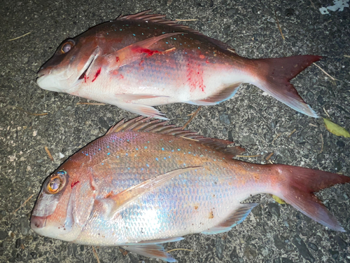 マダイの釣果