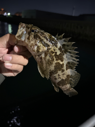 タケノコメバルの釣果