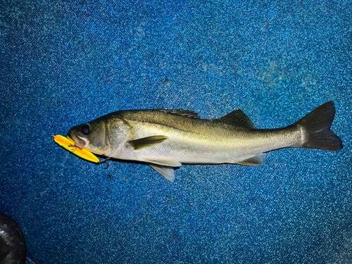 スズキの釣果