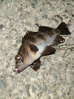 メバルの釣果