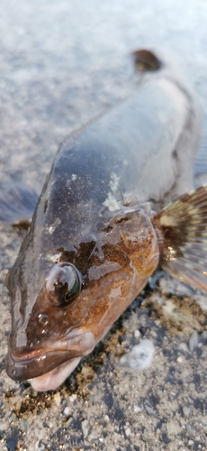 アイナメの釣果