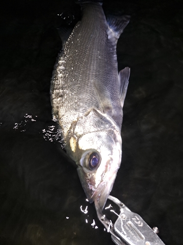 ヒラスズキの釣果