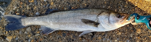 フッコ（マルスズキ）の釣果