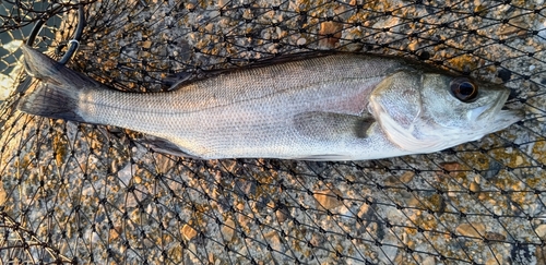 セイゴ（マルスズキ）の釣果