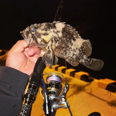 オウゴンムラソイの釣果