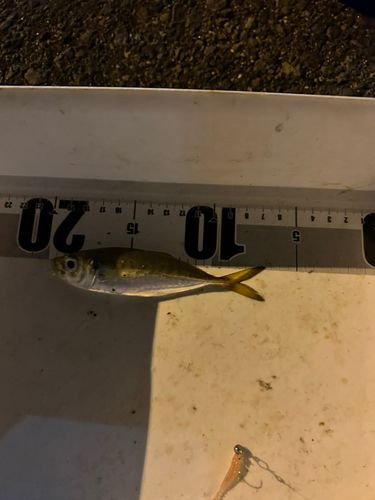 マアジの釣果