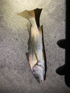 イシモチの釣果