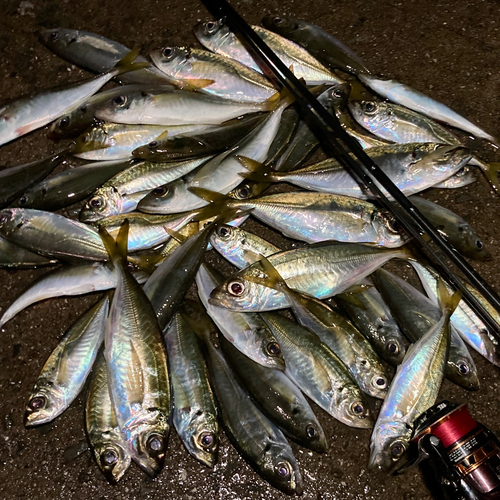 アジの釣果