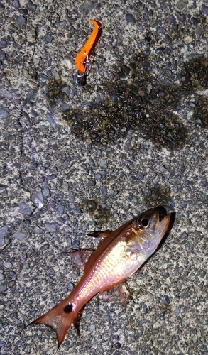 ネンブツダイの釣果