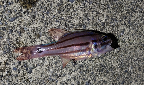 オオスジイシモチの釣果