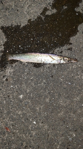 カマスの釣果