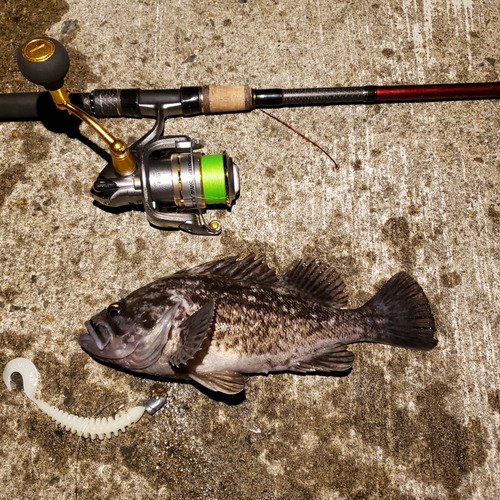 クロソイの釣果