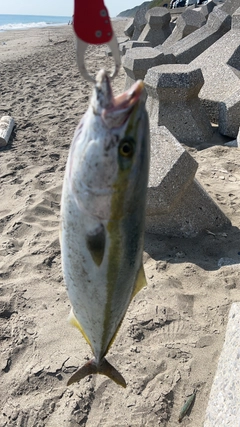 ワラサの釣果