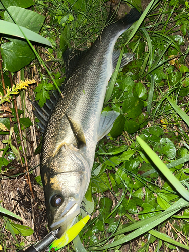 スズキの釣果