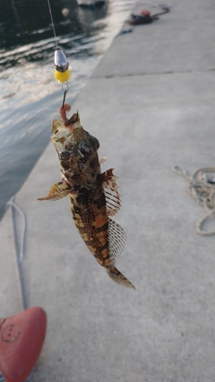 アナハゼの釣果