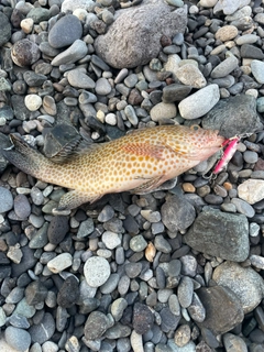 オオモンハタの釣果