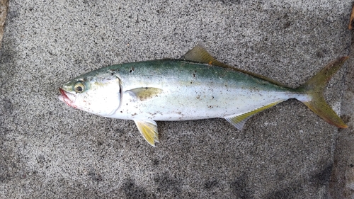 ワカシの釣果