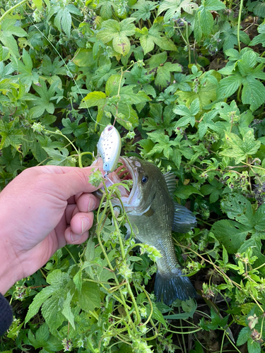 ラージマウスバスの釣果