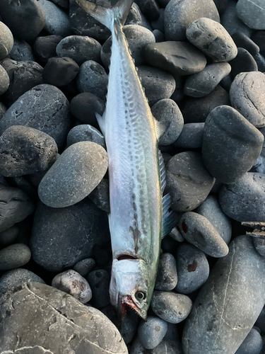 サゴシの釣果