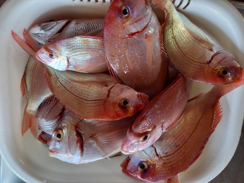 ハナダイの釣果