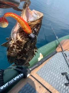 タケノコメバルの釣果