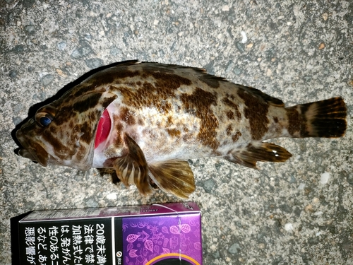 タケノコメバルの釣果