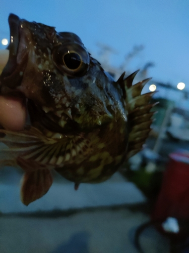 ガシラの釣果