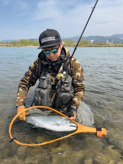 サクラマスの釣果