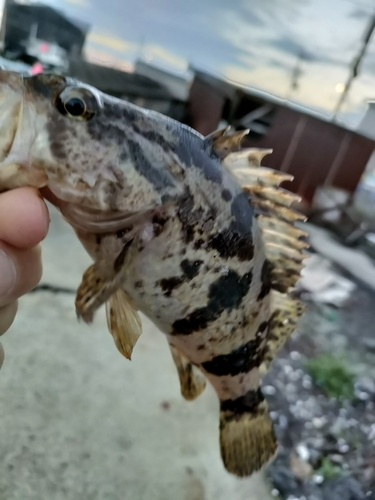 タケノコメバルの釣果